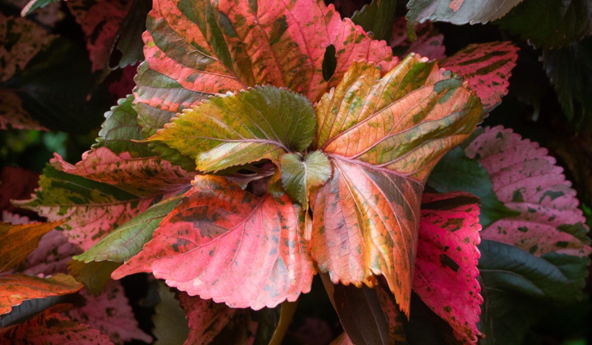 Acalypha wilksiana